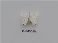 藏品(尺蛾39)的圖片